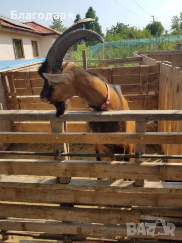 Френски алпин , снимка 2 - Кози - 52719163