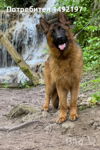 елитни малки немски овчарки 