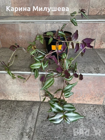 Продавам различни цветя, снимка 2 - Стайни растения - 44843070