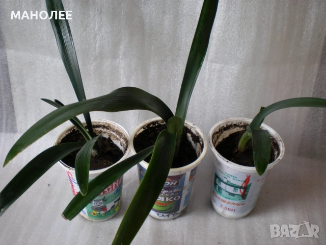 Кливия, снимка 3 - Стайни растения - 52120137