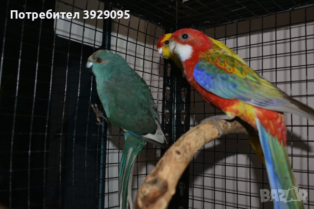 Различни видове Папагали , снимка 9 - Папагали - 43486305