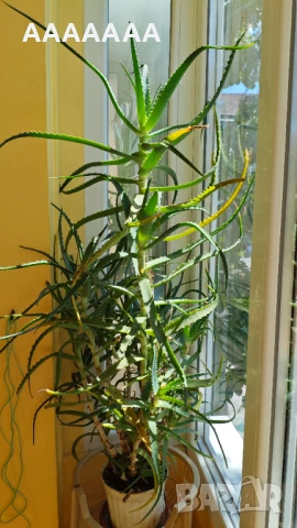 АЛОЕ АРБОРЕСЦЕНС, снимка 2 - Градински цветя и растения - 51236313