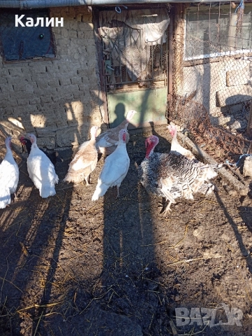 продават се пуйки и пуяци, снимка 3 - Кокошки и пуйки - 52287686