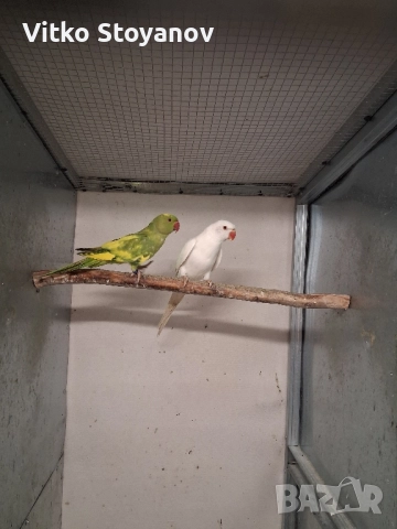 Малък Александър, снимка 4 - Папагали - 52169572