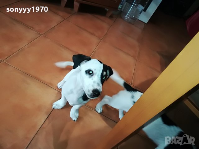 сладурана ДЖАК ЖЕНСКО НА 11 МЕСЕЦА 350ЛВ  1905221052, снимка 3 - Джак ръсел териер - 36809547