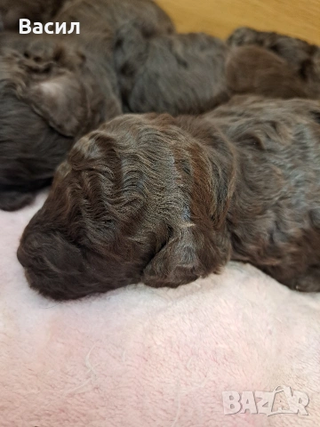 той пудел , снимка 2 - Пудели - 53083573