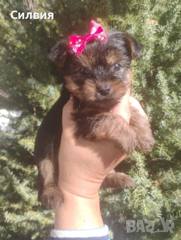 предлагам женски йоркширски териер , снимка 1