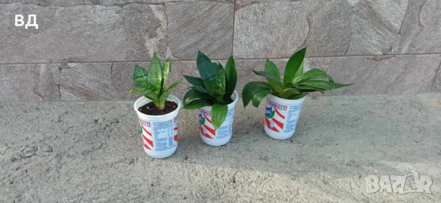 Лечебно Алое Вера, сенсевиера, снимка 2 - Стайни растения - 45614686