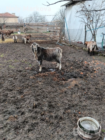 Продавам Пърч, снимка 3 - Кози - 53218341