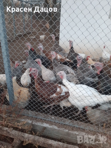 Домашни пуйки, снимка 2 - Кокошки и пуйки - 52704907