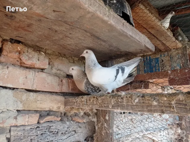 унгарци и мардини - отлични храначи!, снимка 1