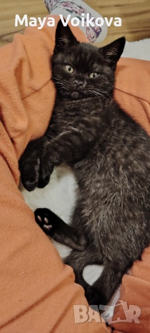 Пухкаво британче, пантера , снимка 13 - Британска късокосместа - 52978517