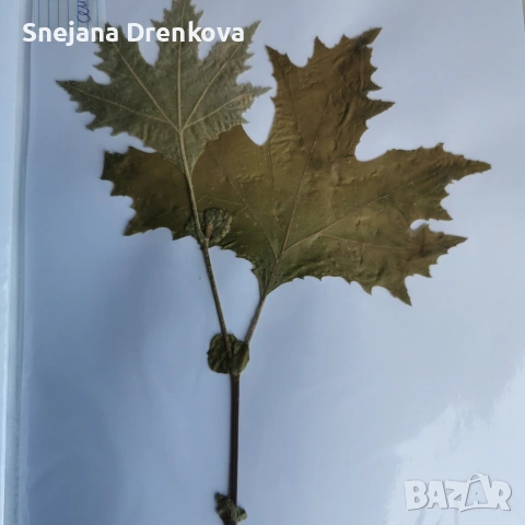 Систематичен хербарий, снимка 3 - Ученически пособия, канцеларски материали - 53034232