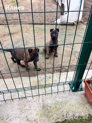 Две женски  белгийски овчарки , снимка 7 - Белгийска овчарка - 53055934