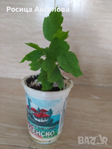 Хибискус , снимка 2 - Стайни растения - 51698905