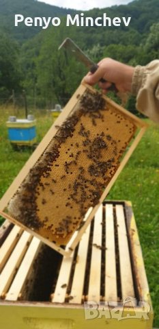 Пчелни семейства (малки) Отводка карника Carnica, снимка 7 - Други - 43328043