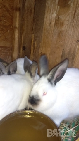 Чистокръвни калифорнийски зайци , снимка 6 - Други - 49992651