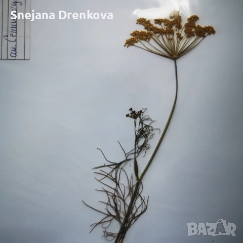 Систематичен хербарий, снимка 7 - Ученически пособия, канцеларски материали - 51890096