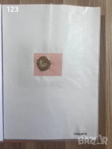 Хербарии, снимка 12 - Други услуги - 51619721