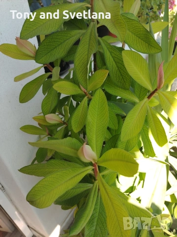 Каучуково дърво (Euphorbia Synadenium) - саксийно растение. , снимка 9 - Стайни растения - 51625139