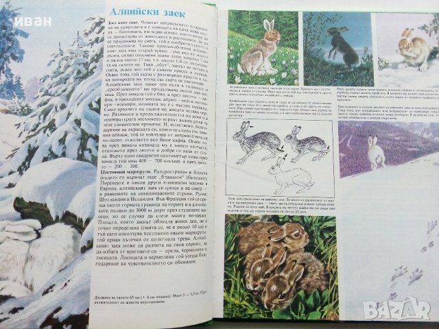 Тайните на животните - В Планините/В Саваните - 1992г. , снимка 3 - Енциклопедии, справочници - 43906964