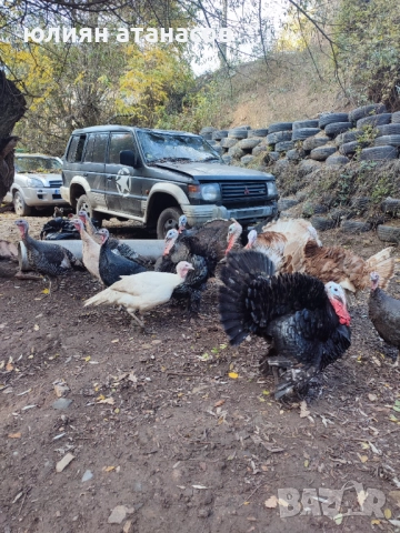 Продавам пуйки, снимка 2 - Кокошки и пуйки - 52392439
