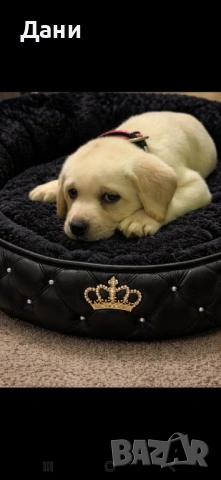 Продавам лабрадор 