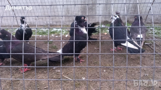 Продавам гълъби Пощенски и храначи 2.50 евро , снимка 8 - Гълъби - 53144100