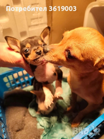 Той пинчер, мини ( джобен ) пинчер , снимка 5 - Пинчер - 53306474
