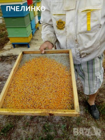пчелен прашец реколта 2023, снимка 1 - Пчелни продукти - 30154483