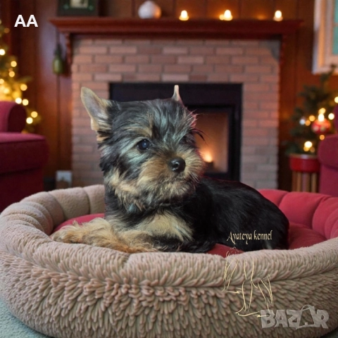 Йоркширски териер-момче, снимка 2 - Йоркширски териер - 52615206