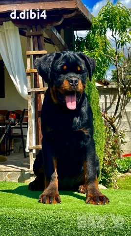 Ротвайлер, снимка 3 - Ротвайлер - 50765987
