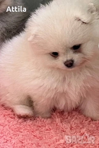 Померан момче и момиче, снимка 3 - Померан - 37814408