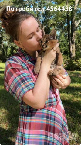 Наличен сервал каракал f1 Каракал със савана f1 котенца, снимка 9 - Други - 51364847