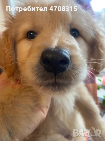 Голдън ретривър момче родословен баща, снимка 2 - Голдън ретривър - 53581830