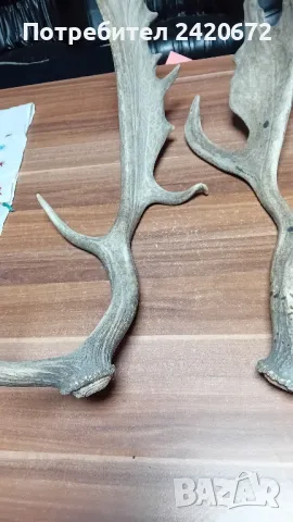 еленови рога на  лопатар