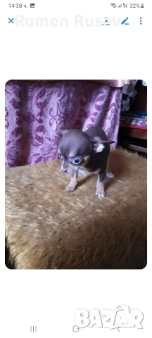 Продавам Чихуахуа женско, снимка 3 - Чихуахуа - 52933468