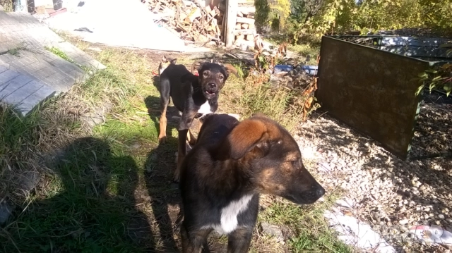 кученца, снимка 6 - Померан - 52187728