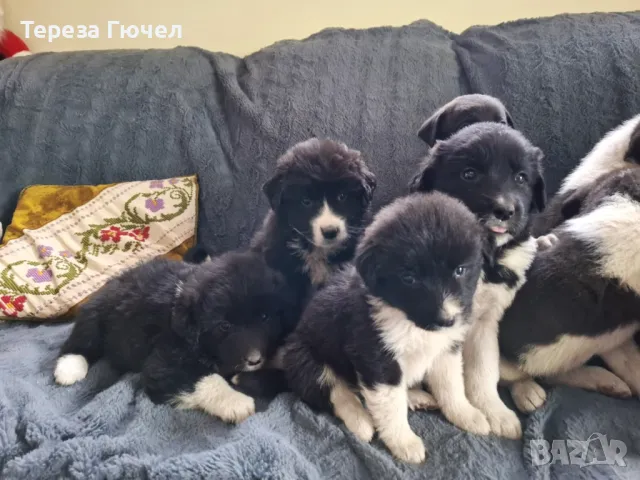 🐶 Каракачански ваксинирани кученца – здрави, обезпаразитени кученца каракачанки (каракачанка)🐾, снимка 5 - Каракачанска овчарка - 50196522