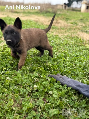 Чистокръвни белгийски овчарки, снимка 3 - Белгийска овчарка - 53026515