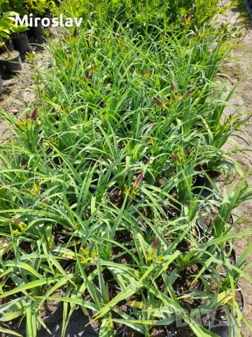 Хамерокалис (Дневна лилия), снимка 7 - Градински цветя и растения - 37211431