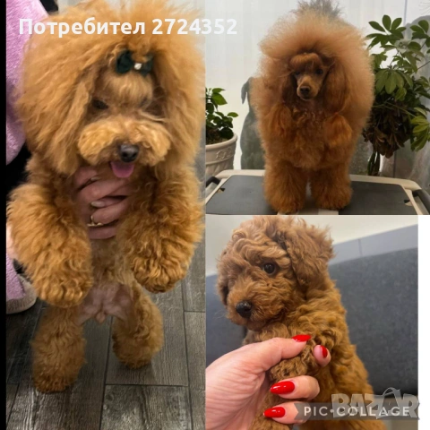 Той Пудел Ред Априкот