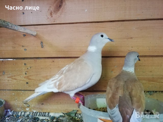 Смеещисе гугутки , снимка 5 - други­ - 35296808