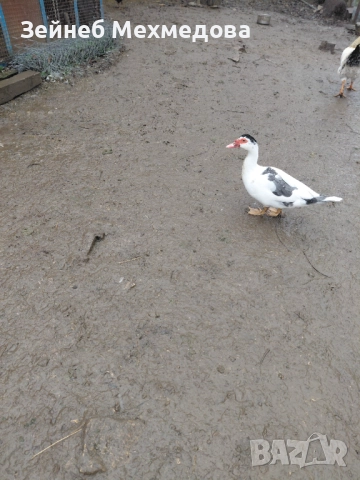 Неми патици, снимка 8 - Патици и гъски - 52582988