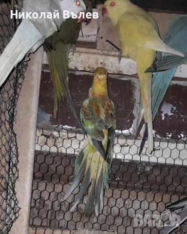 Малки александри , снимка 9 - Папагали - 51923458