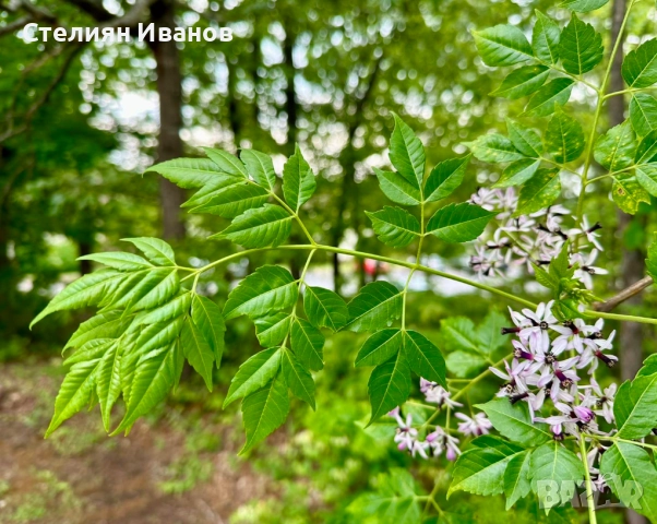 Хималайска мелия (Melia azedarach), снимка 4 - Градински цветя и растения - 51468561