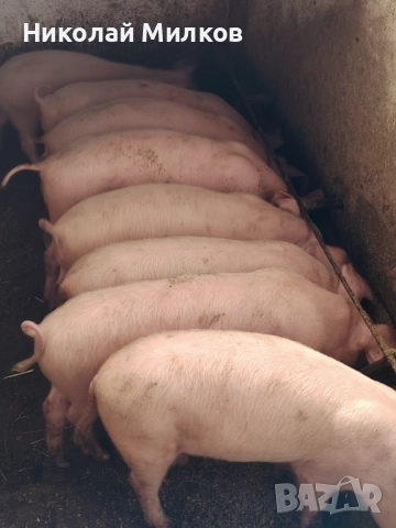 Малки прасенца