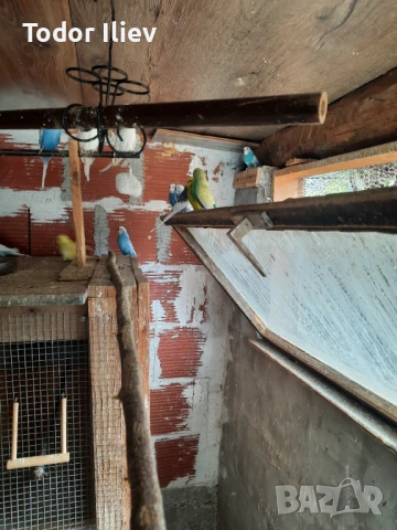 Продавам вълнисти папагали 