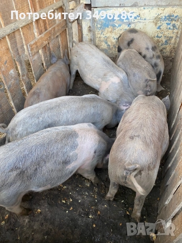 Продавам прасета, снимка 2 - Прасета - 52945153