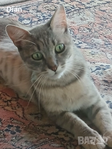 Подарявам котка, Синьо Таби, женска, кастрирана , снимка 9 - Други - 52177916